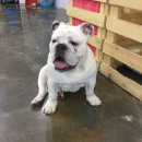 짱짱이네 이미지