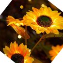 아름다운쇼핑나라 이미지