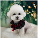 도그 살롱초코 이미지