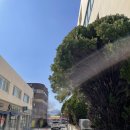 대한약국 | 양산미래의원 주차가 편한 범어무궁화약국 다이어트 약 처방