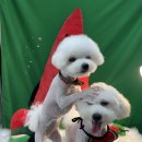 지나펫살롱 이미지