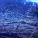 섬진강어류생태관 이미지