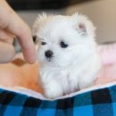 아가스토리 네이버블로그