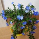 이사도라 이미지