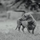 두리동물병원 이미지