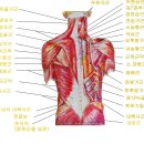 허리 요추 3,4번이 아플 때(좌측의 통증)와 오른쪽 어깨(올리는 중) 이미지