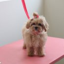 블레스펫 살롱 이미지