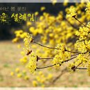 이천산수유마을 이미지