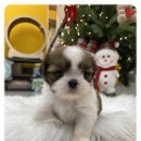 나라애견 본점 이미지