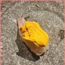 41190-01-07-295 | 왕십리역 맛집 스시 초밥 - 스시도쿠 겐 왕십리본점 가이세키 디너 후기