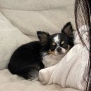 낭만그루밍 | [순천] 낭만그루밍 - 조례동 가위컷 전문 강아지 미용실 순천 애견미용 후기 여수사람들도 컴컴