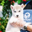 부산 강아지분양 도로시펫 | 부산강아지 알아보시는 분들 부산강아지 분양 도로시펫에서 상담받아보세요ㅎ