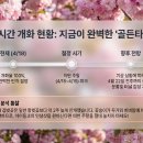미사뚝방산책로 | 하남 미사경정공원 겹벚꽃 2026 실시간 개화현황 주차 요금 명당 꿀팁 분석