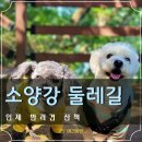 소양강둘레길 2코스 | 인제 소양강둘레길 2코스 내린길 애견동반 산책 ft.반려견