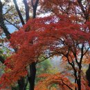 선운사의추억 이미지