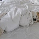 장미칼국수 이미지