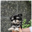 강아지분양 애견입양 아이러브독 인천점 이미지