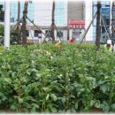 KB은행 앞 교통섬 이미지