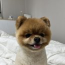 펫제제(PET JEJE) 이미지