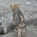 하룻 강아지 이미지