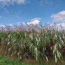 [정보] 가을 우울증과 세로토닌 이미지