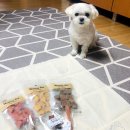 (주)힐링펫 이미지