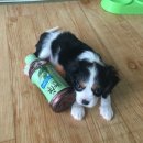 강아지분양 더펫 이미지