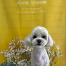 댕곤댕곤 이미지