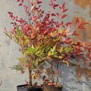 남천농장 이미지