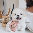 켄넬203 말티푸분양, 미니비숑분양 이미지