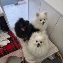 힐스 펫살롱 | 매산동애견미용 교감하며 미용해주는 곳 힐스 펫살롱