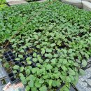 마산리목장 이미지