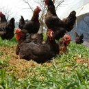 김제아리랑농원 이미지