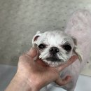 또왕또왕 Dog Salon 네이버블로그