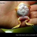 팩맨