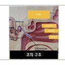 경희양지한의원 | 미사 경희양지한의원이 추천하는 비염(코감기) 치료
