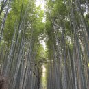 앙큼여우 | 교토+오사카 여행 후기 (3~4일차) - 텐류지...청수사, 후시이 이나리 신사(여우신사), 도지, 니시키 시장