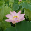 관음포연꽃마을협동조합 이미지