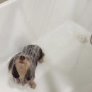 본맛