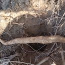 산속장어 이미지