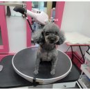 로미 펫 살롱 이미지