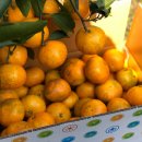 중귤농장 이미지