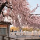 경기도 수원시 팔달구 수원천로392번길 | 수원 행궁동 벚꽃 수원천 화홍문 방화수류정 용연 피크닉 놀거리 추천