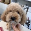 그루머제인 이미지