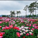 꽃밭에서 이미지