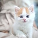 장흥켄넬 이미지