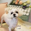 바비펫샵 이미지