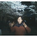 밤벚꽃구경 이미지