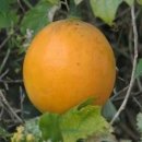 하늘타리 이미지