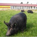 제주흑돼지 이미지